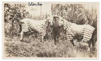 Gato , Mancha y Aimé en Manizales, Colombia. Gentileza Pablo Zubiaurre.