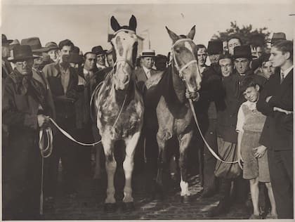 Gato y Mancha habían nacido en la Patagonia y fueron criados en la estancia El Cardal de Ayacucho, propiedad de la familia Solanet.