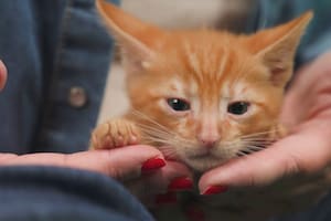 Por qué la rutina de los gatos es tan importante para su bienestar cognitivo y emocional