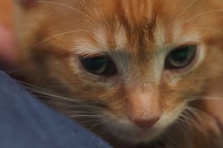 Señales de dolor en gatos: cómo detectar si algo le duele a tu felino