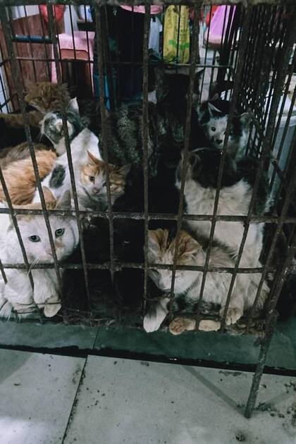 Gatos esperan a ser vendidos en el mercado de Guillin, en el sudoeste de China