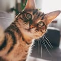 Juanjo, veterinario: “La voz de bebé que ponemos para hablarle a nuestra mascota es la más eficiente”