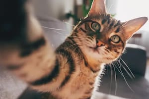Por qué algunos gatos actúan como “peleadores” y cómo solucionarlo