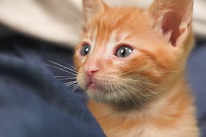 Gatos indoor vs. outdoor