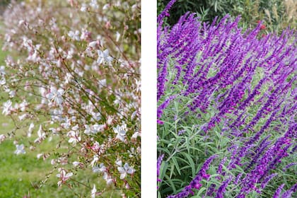 Gaura y Salvia leucantha, dos especies que nos regalan una larga y profusa floración