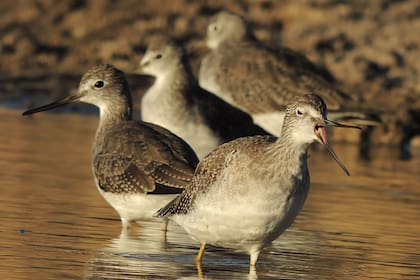 El complejo es un lugar especial para los amantes del avistaje de aves.