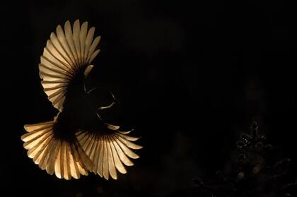 Christoph Kaula, GDT 2019. Categoría: Aves