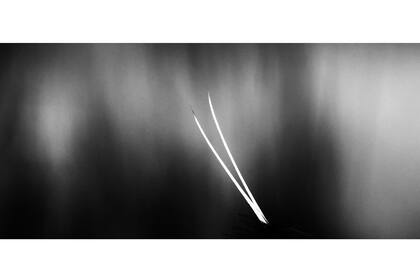 Jan Van Der Greef, GDT 2019. Categoría: Aves