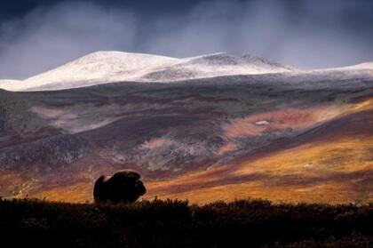 Michael Winkmann, GDT 2019. Categoría: Mamíferos