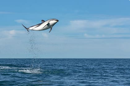 Robert Lehmann, GDT 2019. Categoría Especial: Acción