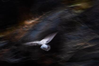 Jan van der Greef, GDT 2019. Categoría: Estudio de la Naturaleza