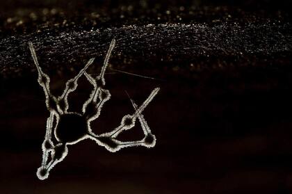 Torsten Bittner, GDT 2019. Categoría: Otros Animales