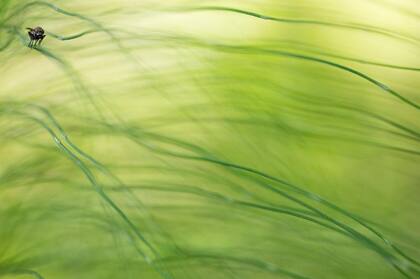 Sebastián Vogel, GDT 2019. Categoría: Otros Animales