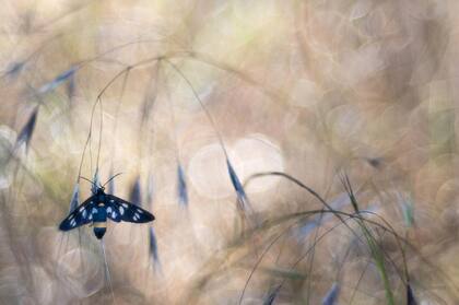 Gabriele Werthschizky, GDT 2019. Categoría: Otros Animales