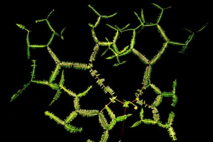 Bernhard Schubert, GDT 2019. Categoría: Plantas y Hongos