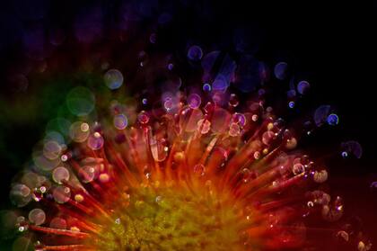 Antje Kreienbrink, GDT 2019. Categoría: Plantas y Hongos