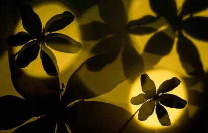 Daniela Graf, GDT 2019. Categoría: Plantas y Hongos