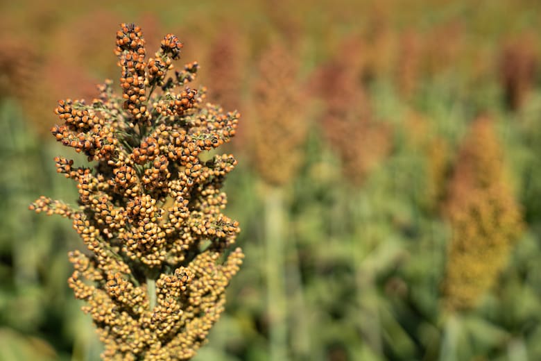 Argentina se posiciona como proveedor clave de sorgo ante la guerra comercial entre EE.UU. y China
