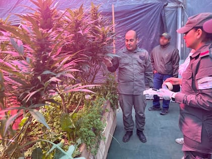 Gendarmería descubrió un invernadero de plantas de cannabis en un barrio privado de Bariloche