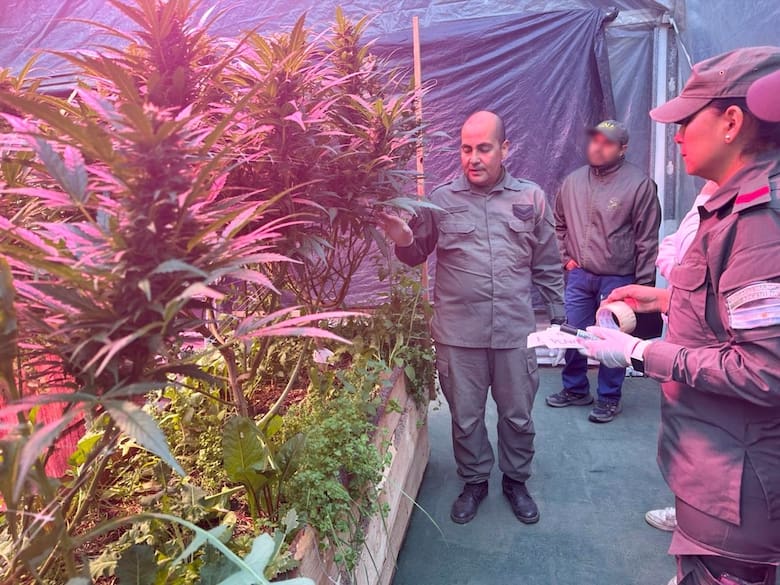 gendarmeria-descubrio-un-invernadero-de-plantas-LOEZSJBPJBFVBOP36VDQR2ZIXU