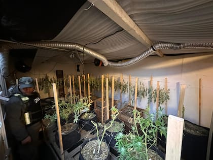 Gendarmería descubrió un invernadero de plantas de cannabis en un barrio privado de Bariloche
