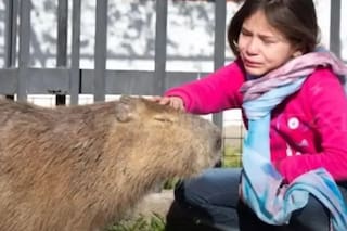 "Pancho", el carpincho de una nena de 8 años que desató una rebelión en Santa Fe