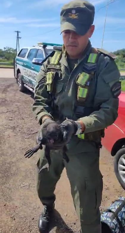 Gendarmería rescató un mono Carayá en un control vial en Chaco