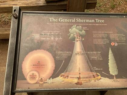 General Sherman, el árbol estrella del Parque Nacional Sequoia.No es el más alto ni el más ancho del mundo, pero sí el de mayor volumen total.