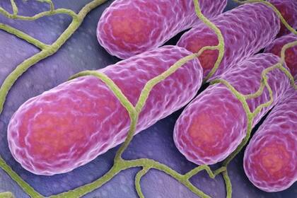 Generalmente, la bacteria de la salmonela se encuentra en los intestinos de los animales y las personas y se libera a través de las heces