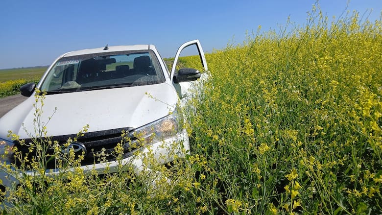 El boom de la carinata: el cultivo entrerriano que impulsa el combustible del futuro