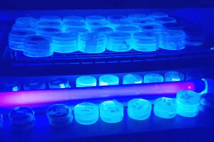 Genoma del maíz (Fuente: INTA Informa)