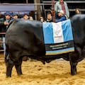 Brangus pone el foco en la información genética rumbo a las Nacionales 2026