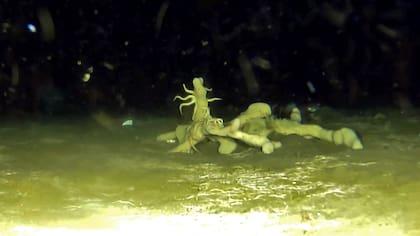 Los científicos comparan el lecho marino de la zona llamada El Agujero Azul, en el Mar Argentino, con un bosque arrasado, en este caso por la pesca con enormes redes que destruyeron ese ecosistema