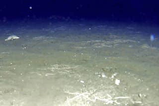 La pesca con redes lesiona el lecho del mar como si fuera un bosque arrasado