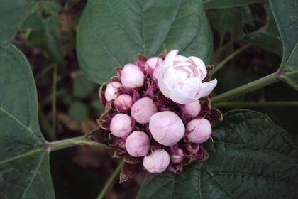 Gentileza Ing. Gabriela Benito