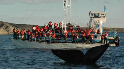 Gentileza Patagonia Digital