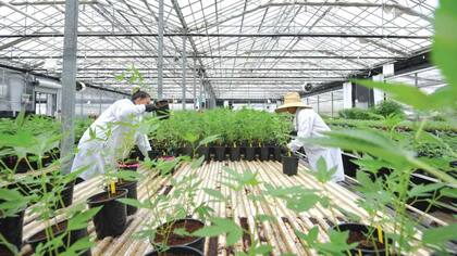 George Retes, un veterano del Ejército que sirvió en Irak, trabajaba como guardia de seguridad en la granja de cannabis Glass House Farms cuando fue detenido por agentes del ICE