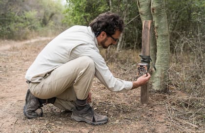 Gerardo Cerón, biólogo, coloca una cámara trampa.