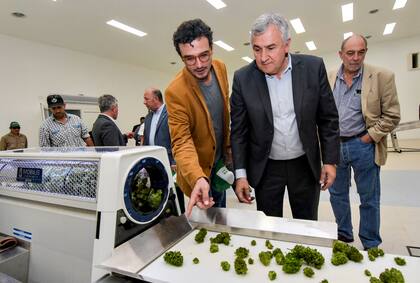 Gerardo Morales junto a su hijo Gastón en la cosecha de 35 ha de cannabis medicinal de producción pública