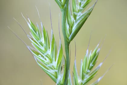 Germina en menos de una semana y cubre el suelo con eficacia