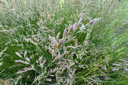 Germina rápidamente y se adapta bien a climas templados