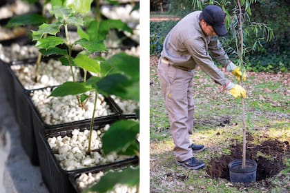 Germinados en vermiculita, descansan los futuros árboles.