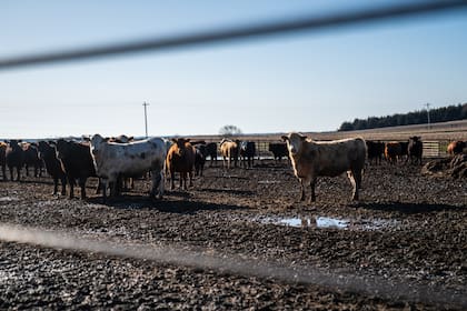 Gestionan más de 1,2 millones de cabezas de hacienda por año