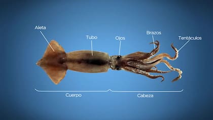 GF Default - Documental: Pesca sustentable de Calamar en Argentina (fuente: INIDEP)
