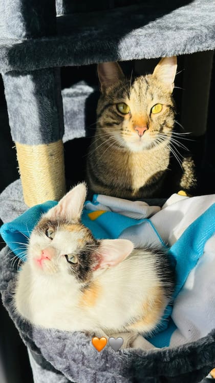 Ghiut y Nebulina, nombre de los gatos, quedaron solas tras la partida de su amiga canina