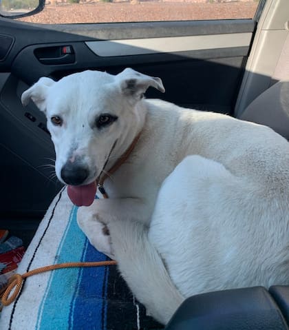 Ghost fue rescatado por un vecino de Arizona que finalmente logró subirlo a su vehículo