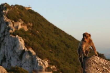 Gibraltar presume de ser el único lugar de Europa donde se encuentran monos en libertad
