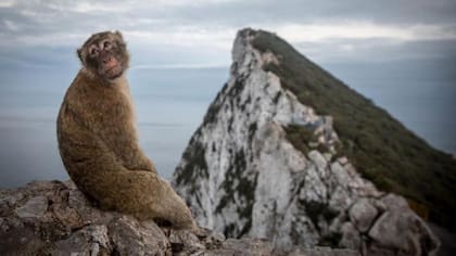 Gibraltar presume de ser el único lugar de Europa donde se encuentran monos en libertad