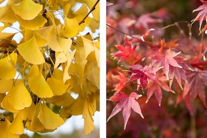Gingko y Acer Palmatum, dos aliados para diseñar con la paleta otoñal