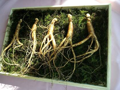 Ginseng, planta milenaria